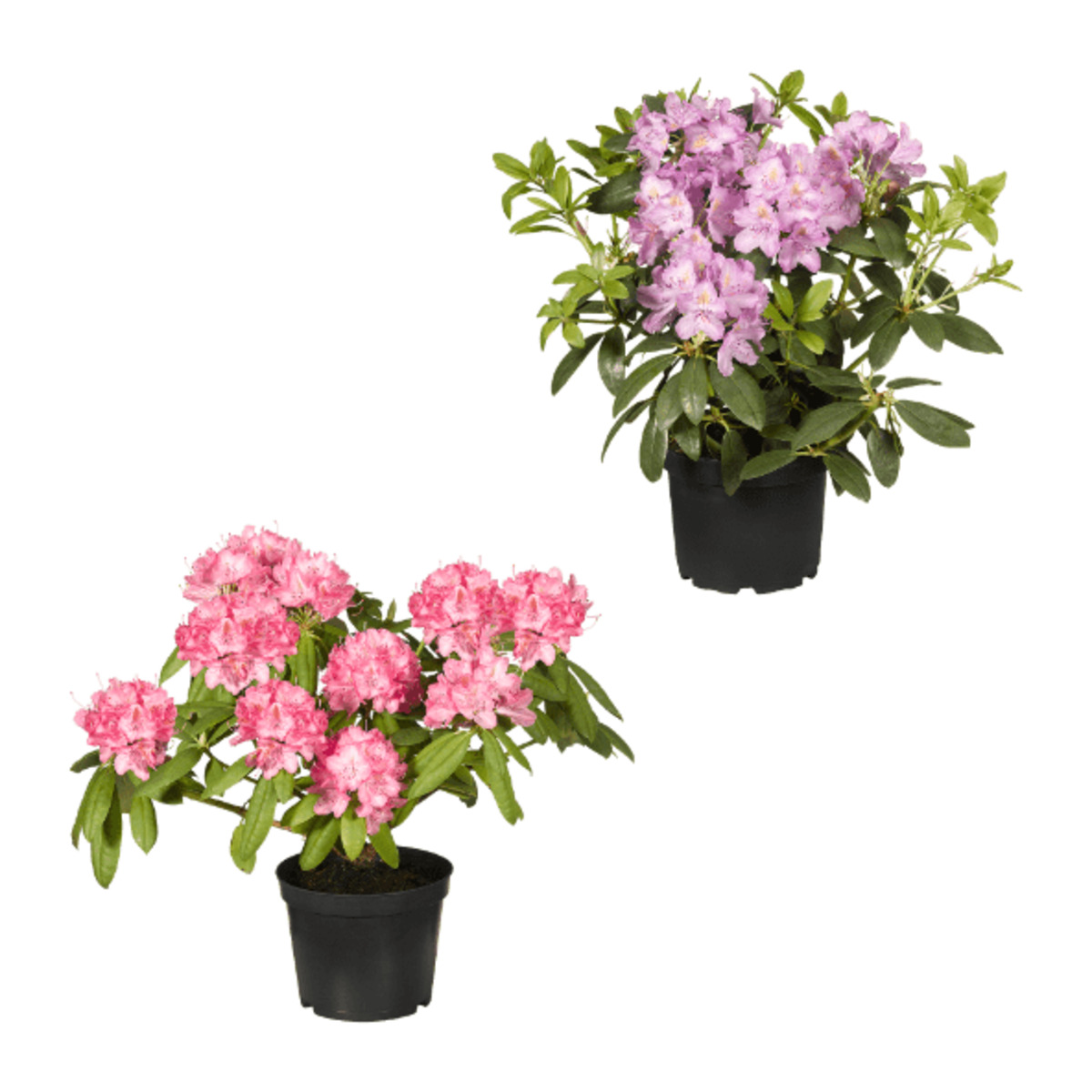 Bild 1 von GARDENLINE Rhododendron-Busch