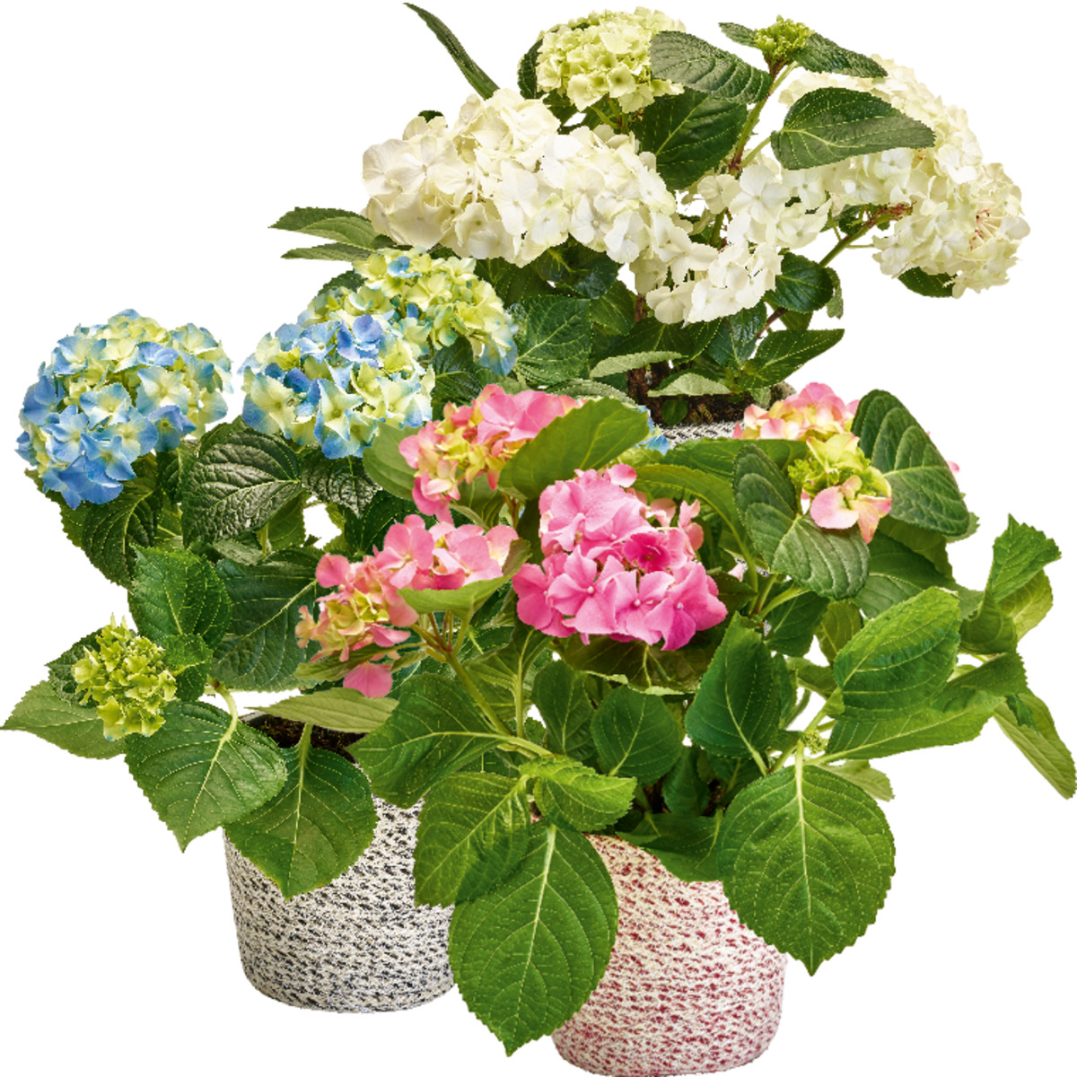 Bild 1 von Hortensie