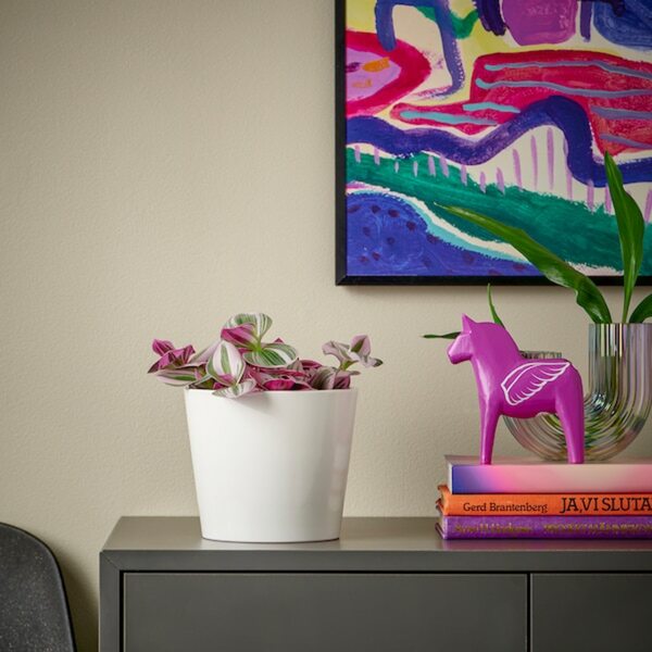 Bild 4 von TRADESCANTIA  Pflanze, Dreimasterblume lila 12 cm