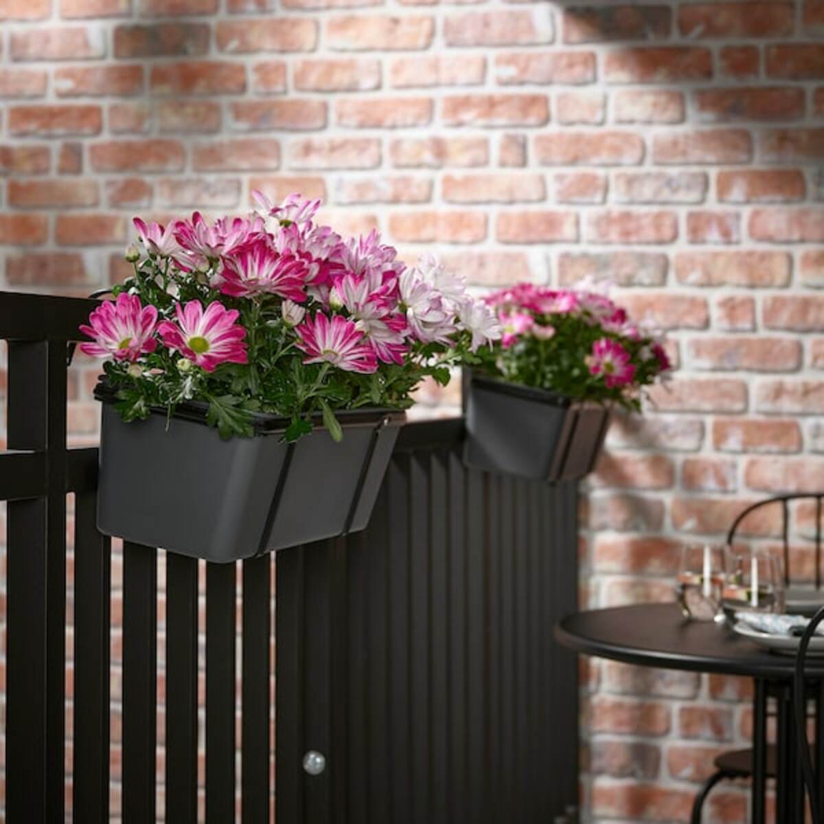 Bild 2 von CHRYSANTHEMUM  Pflanze, Chrysantheme versch. Farben 15 cm