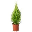 Bild 1 von CUPRESSUS MACROCARPA  Pflanze, Zypresse 24 cm