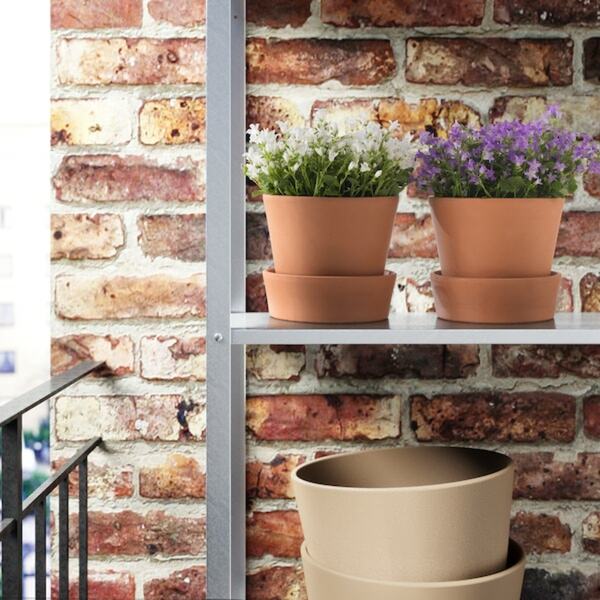 Bild 3 von CAMPANULA PORTENSCHLAGIANA  Pflanze, Glockenblume 10.5 cm