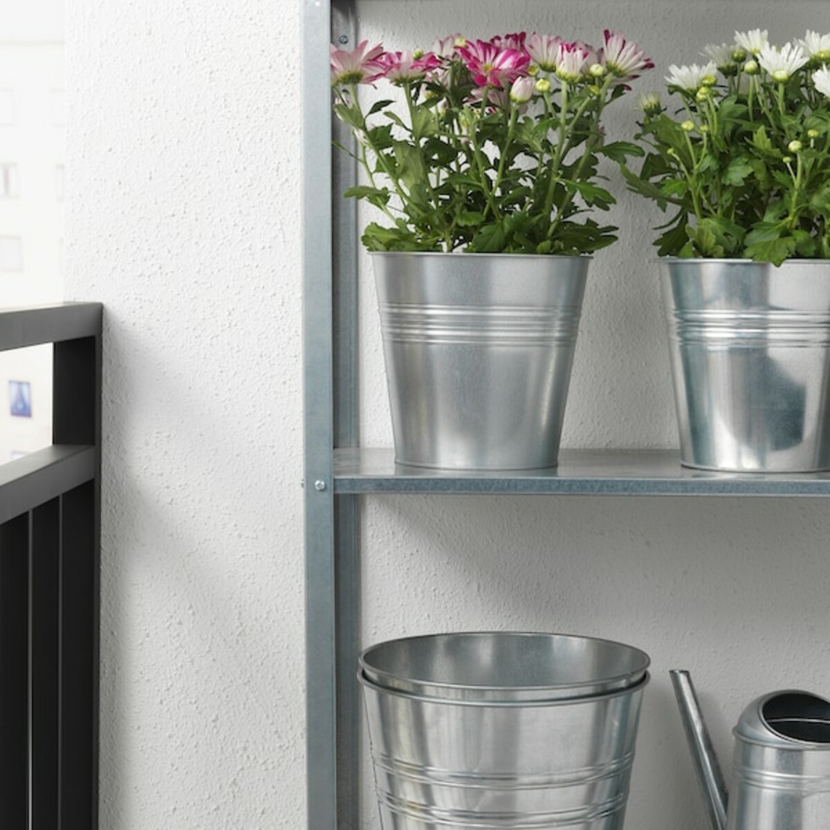 Bild 3 von CHRYSANTHEMUM  Pflanze, Chrysantheme versch. Farben 15 cm