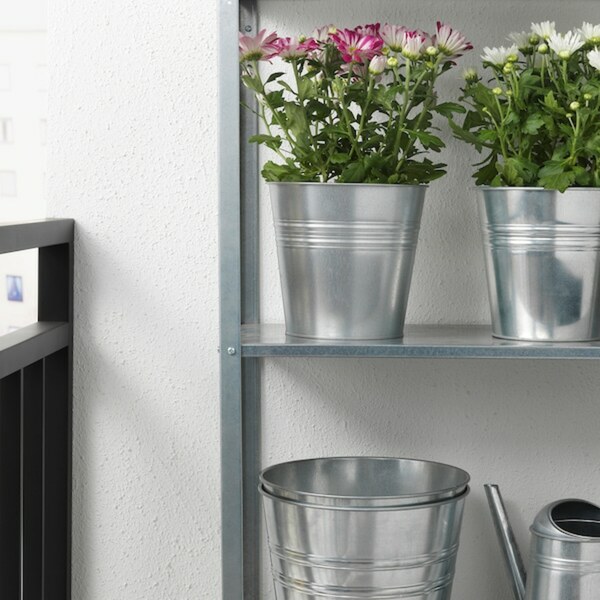 Bild 3 von CHRYSANTHEMUM  Pflanze, Chrysantheme versch. Farben 15 cm