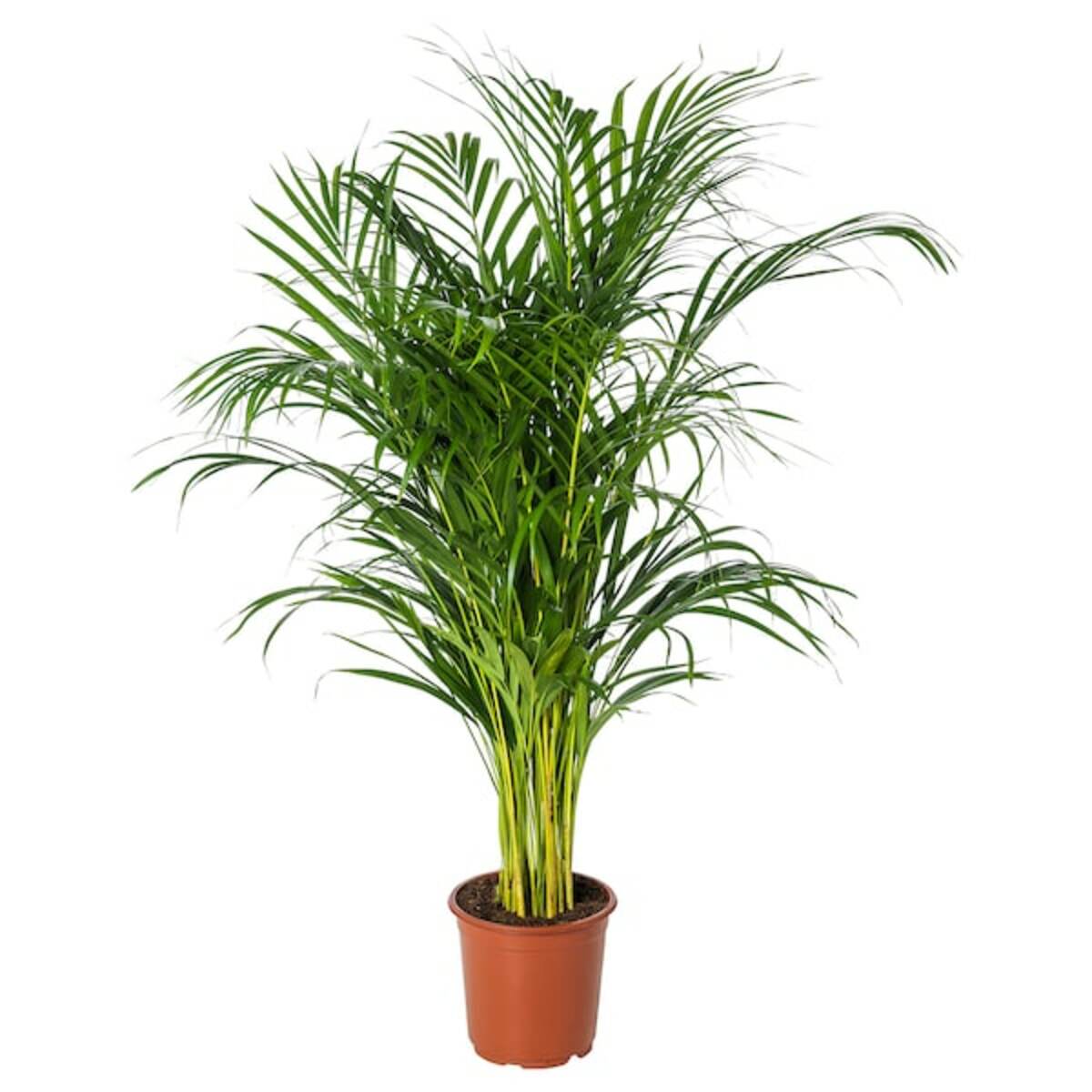 Bild 1 von DYPSIS LUTESCENS  Pflanze, Goldfruchtpalme 21 cm