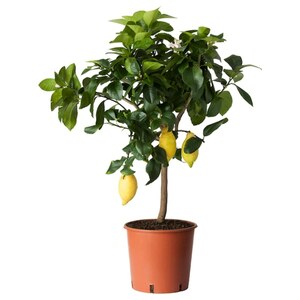 CITRUS  Topfpflanze, Zitrone 21 cm