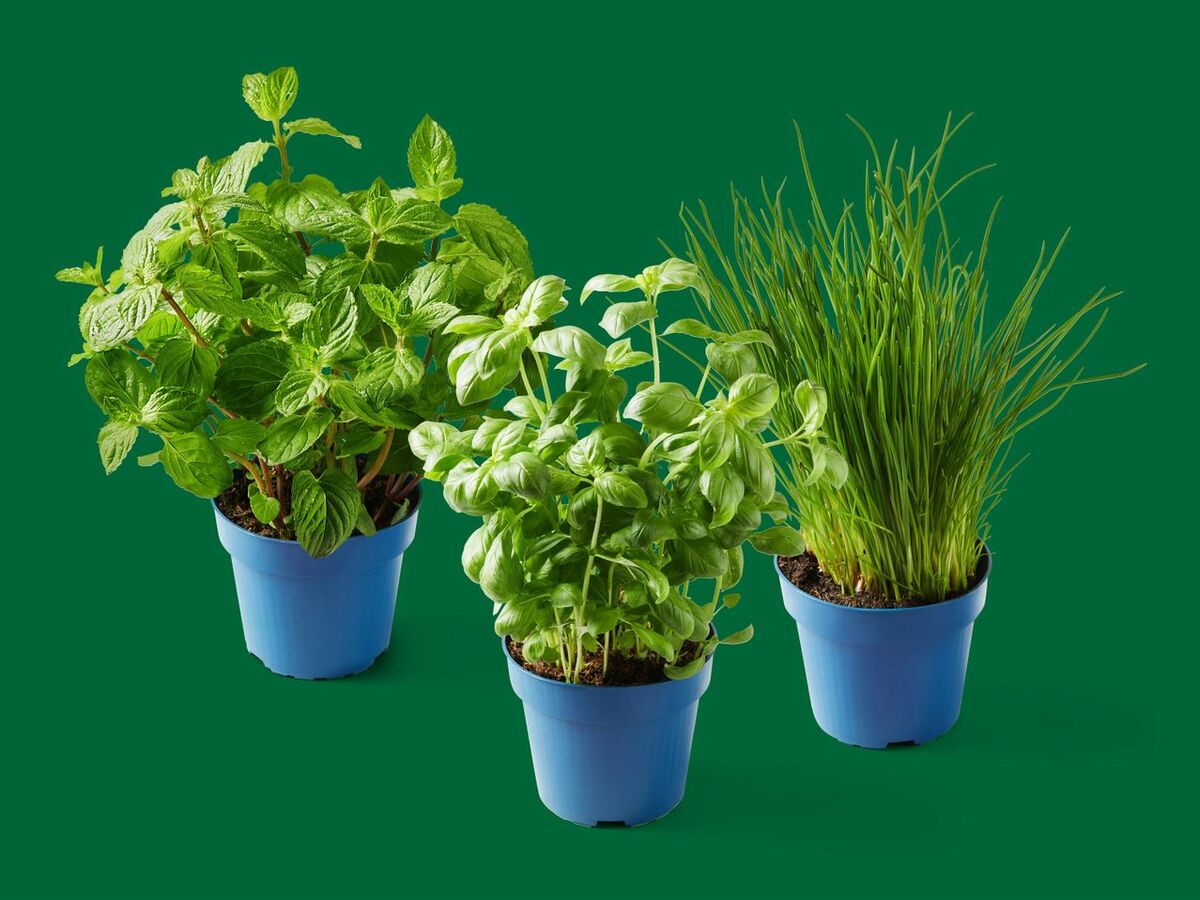 Bild 1 von Bioland Deutsche Topfkräuter, 
         Topf