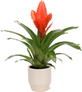 Bild 1 von Bromelia im 12cm Keramiktopf