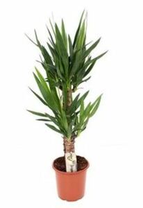 Palmlilie Yucca 2-er Stamm 60-30 cm, 21 cm Topf