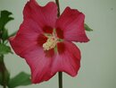 Bild 4 von Freilandhibiscus