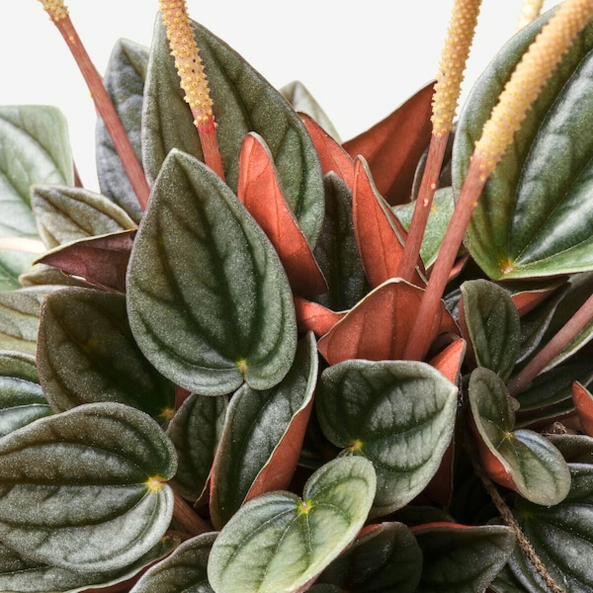 Bild 2 von PEPEROMIA  Pflanze, versch. Arten 12 cm