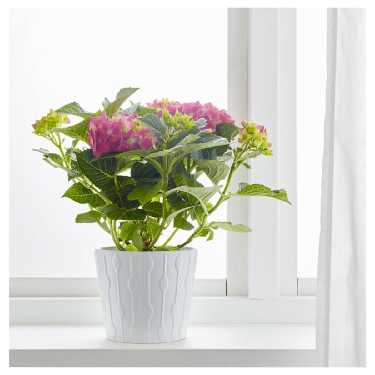 Bild 2 von HYDRANGEA  Pflanze, Hortensie versch. Farben 15 cm