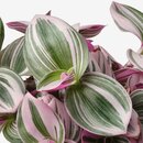 Bild 2 von TRADESCANTIA  Pflanze, Dreimasterblume lila 12 cm