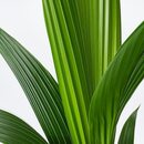 Bild 2 von COCOS NUCIFERA  Pflanze, Kokospalme 19 cm