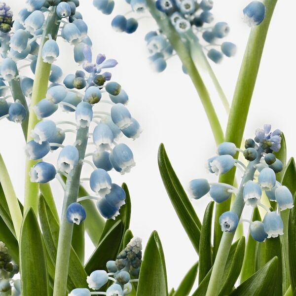 Bild 4 von MUSCARI  Pflanze, versch. Arten Traubenhyazinthe 12 cm