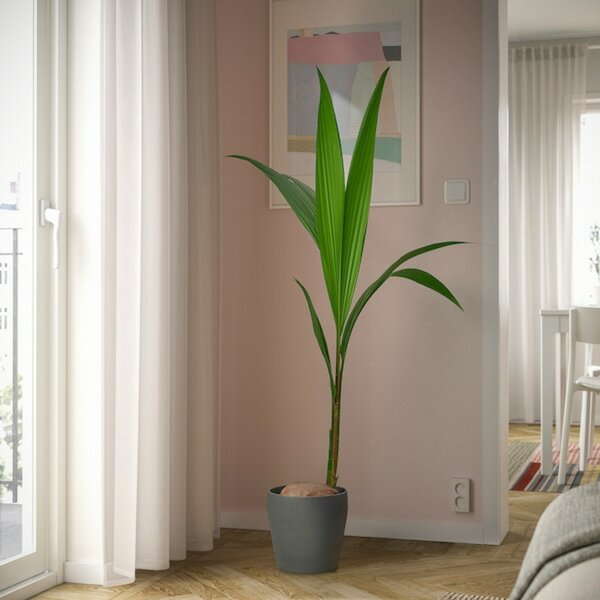 Bild 3 von COCOS NUCIFERA  Pflanze, Kokospalme 19 cm