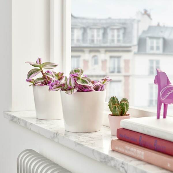 Bild 3 von TRADESCANTIA  Pflanze, Dreimasterblume lila 12 cm