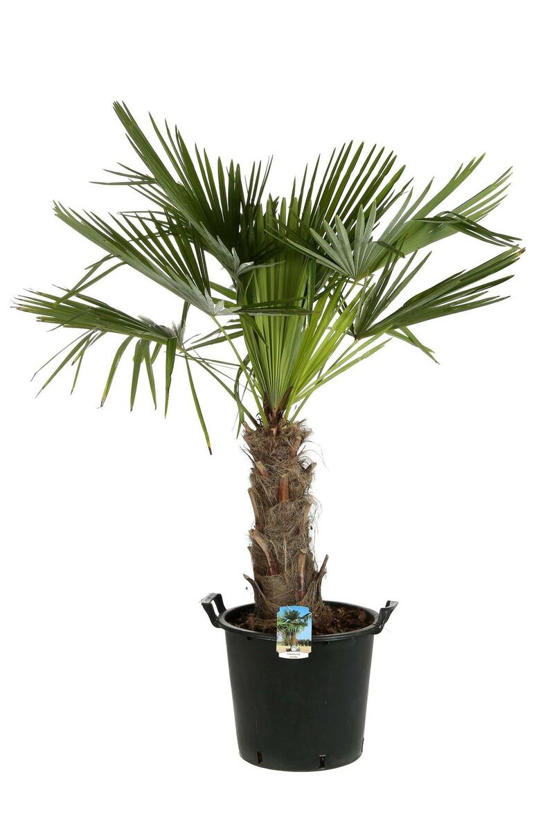 Bild 1 von Chinesische Hanfpalme