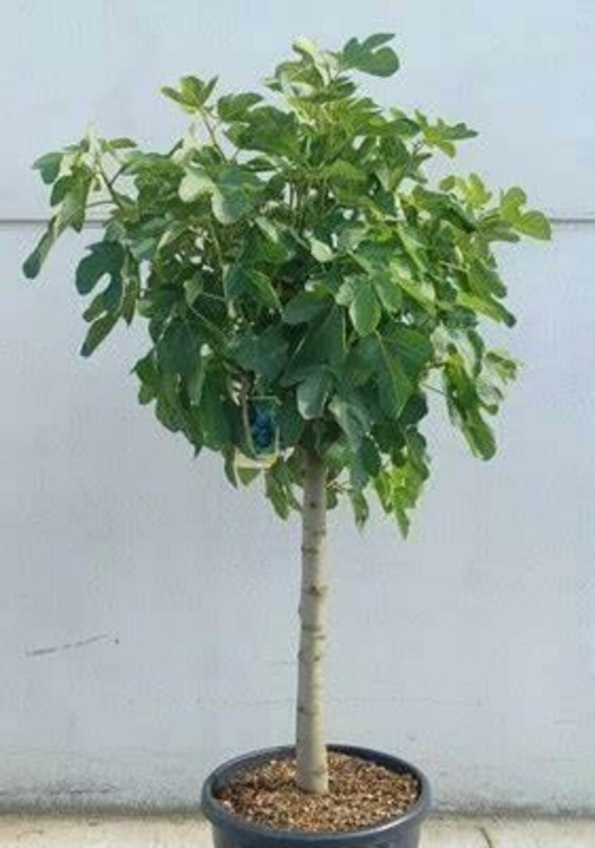 Bild 2 von Feigenbaum