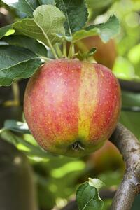 Fruchbar Bio Apfel in Sorten 19 cm Topf, 100-125 cm hoch