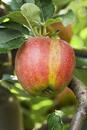 Bild 1 von Fruchbar Bio Apfel in Sorten 19 cm Topf, 100-125 cm hoch