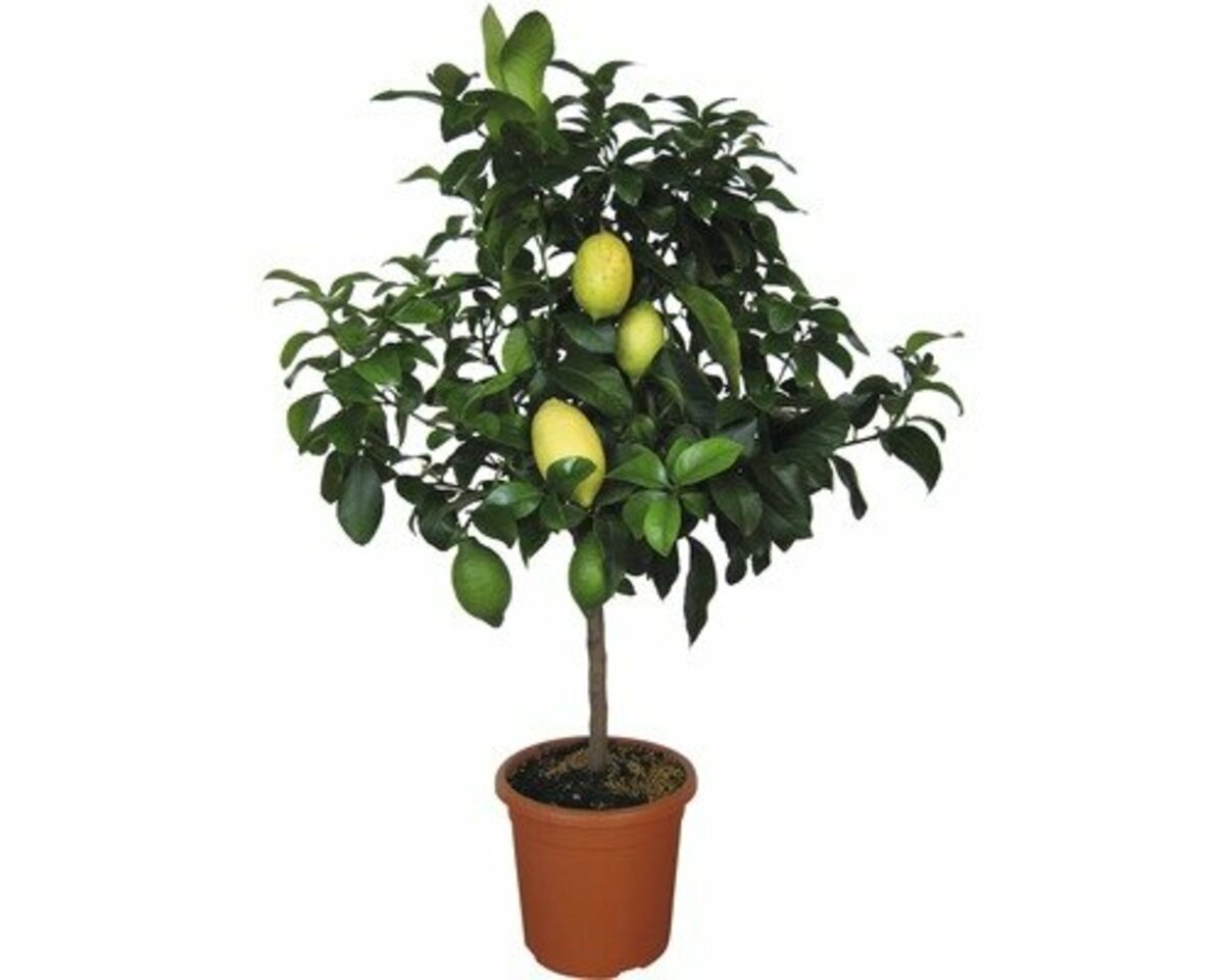 Bild 1 von Zitrus-Stämmchen