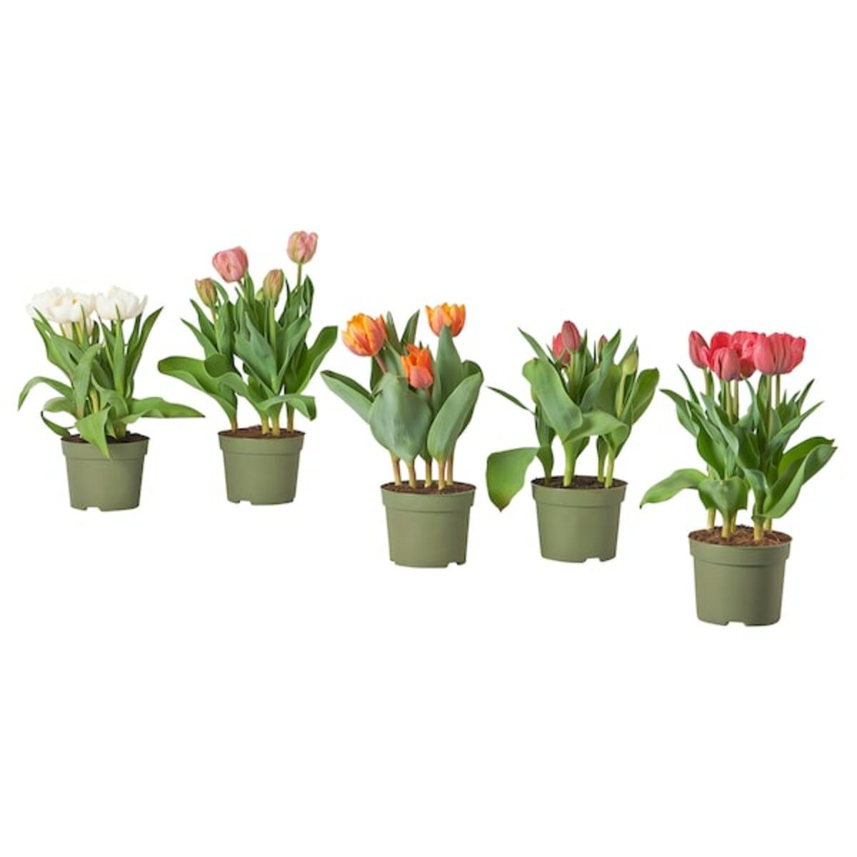 Bild 1 von TULIPA  Pflanze, versch. Arten/Tulpe 12 cm