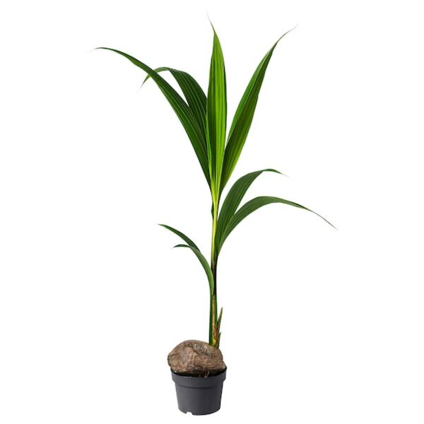 Bild 1 von COCOS NUCIFERA  Pflanze, Kokospalme 19 cm