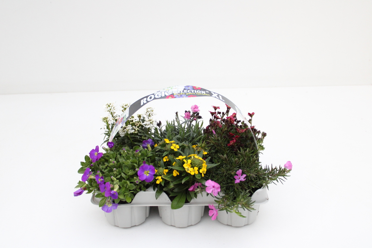 Bild 1 von RockCollection Sixpack °RockSet°, 6er Tray