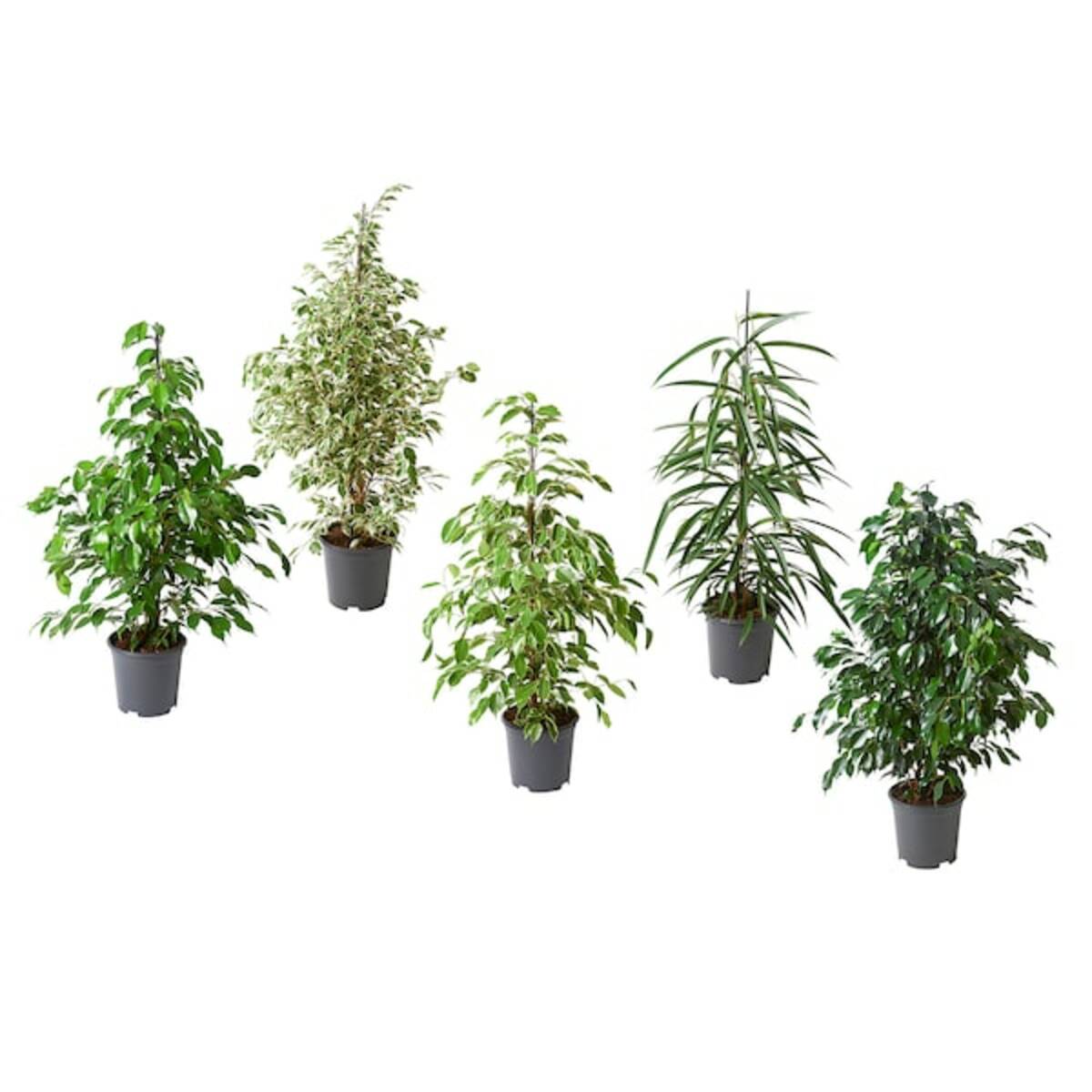 Bild 1 von FICUS  Pflanze, versch. Arten 21 cm