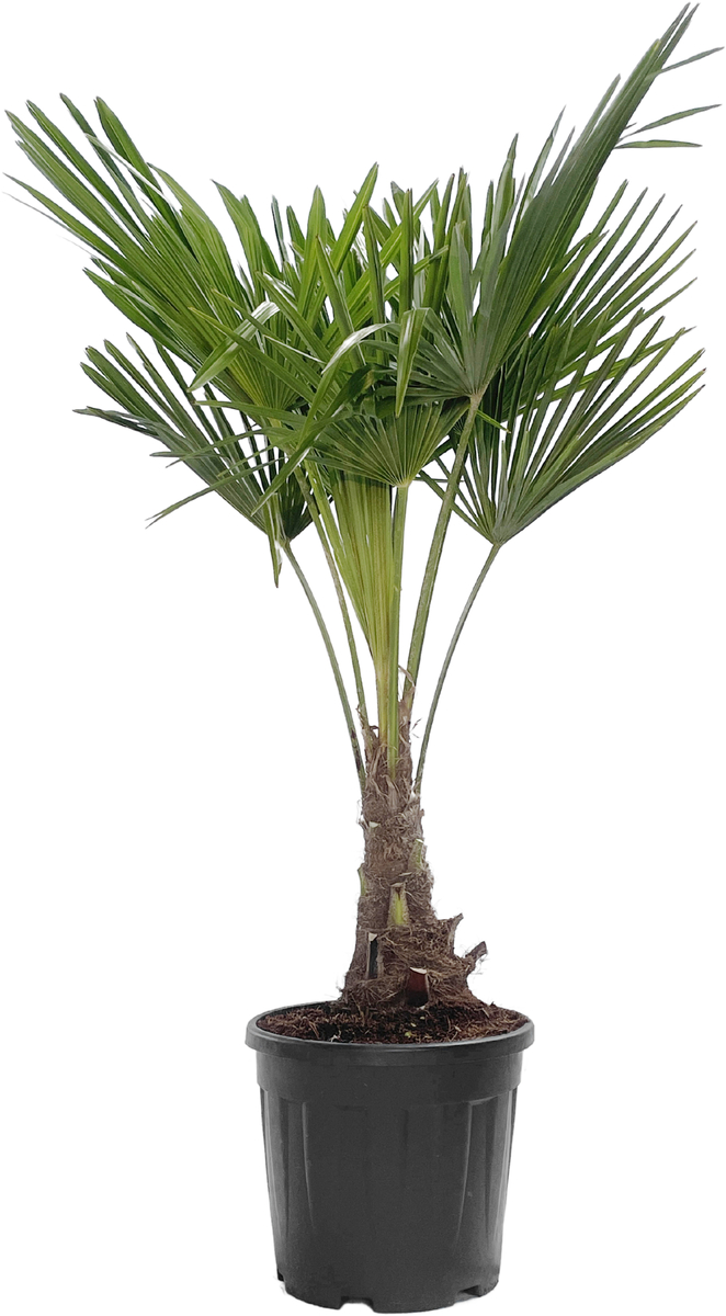 Bild 1 von Chinesische Hanfpalme 30 cm Topf, ca. 125-140 cm hoch