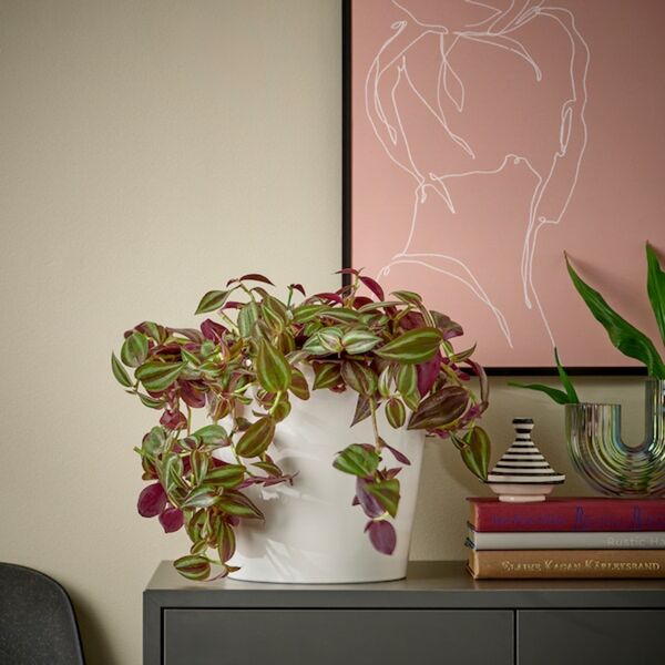 Bild 4 von TRADESCANTIA  Ampelpflanze, Dreimasterblume versch. Arten 17 cm