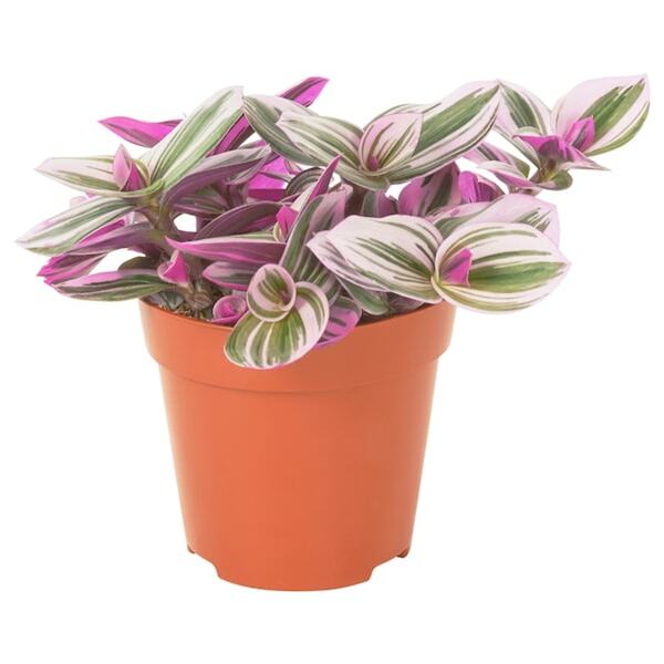 Bild 1 von TRADESCANTIA  Pflanze, Dreimasterblume lila 12 cm