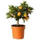 Bild 1 von CITRUS  Topfpflanze, Calamondinorange 15 cm