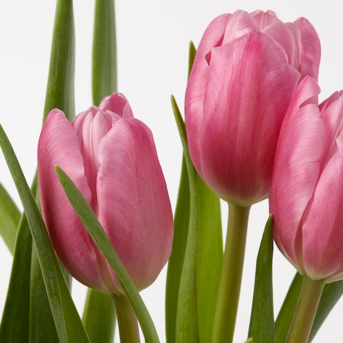 Bild 4 von TULIPA  Pflanze, versch. Arten/Tulpe 12 cm