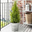 Bild 2 von CUPRESSUS MACROCARPA  Pflanze, Zypresse 24 cm