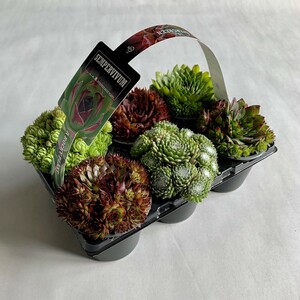 Hauswurz Sempervivum 6er Pack H 5 cm 9 cm Topf