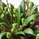 Bild 2 von CRASSULA ORBINCULARIS  Pflanze, Crassula orbicularis 11 cm