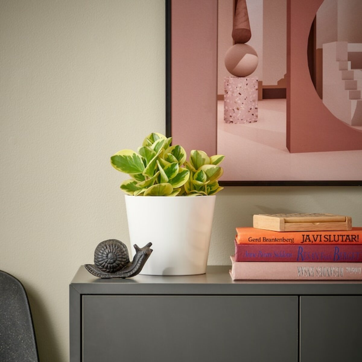 Bild 4 von PEPEROMIA  Pflanze, versch. Arten 12 cm