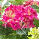 Bild 4 von HYDRANGEA  Pflanze, Hortensie versch. Farben 15 cm
