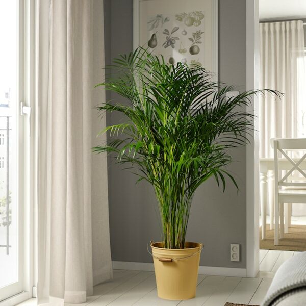 Bild 3 von ÅKERBÄR  Eimer/Übertopf, drinnen/draußen gelb 10 l