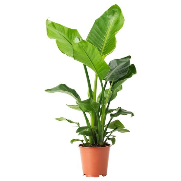 Bild 1 von STRELITZIA  Pflanze, Strelitzie 19 cm