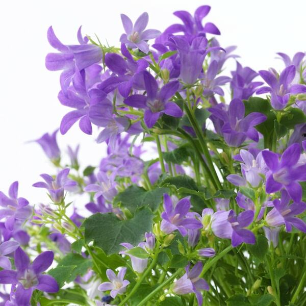 Bild 4 von CAMPANULA PORTENSCHLAGIANA  Pflanze, Glockenblume 10.5 cm