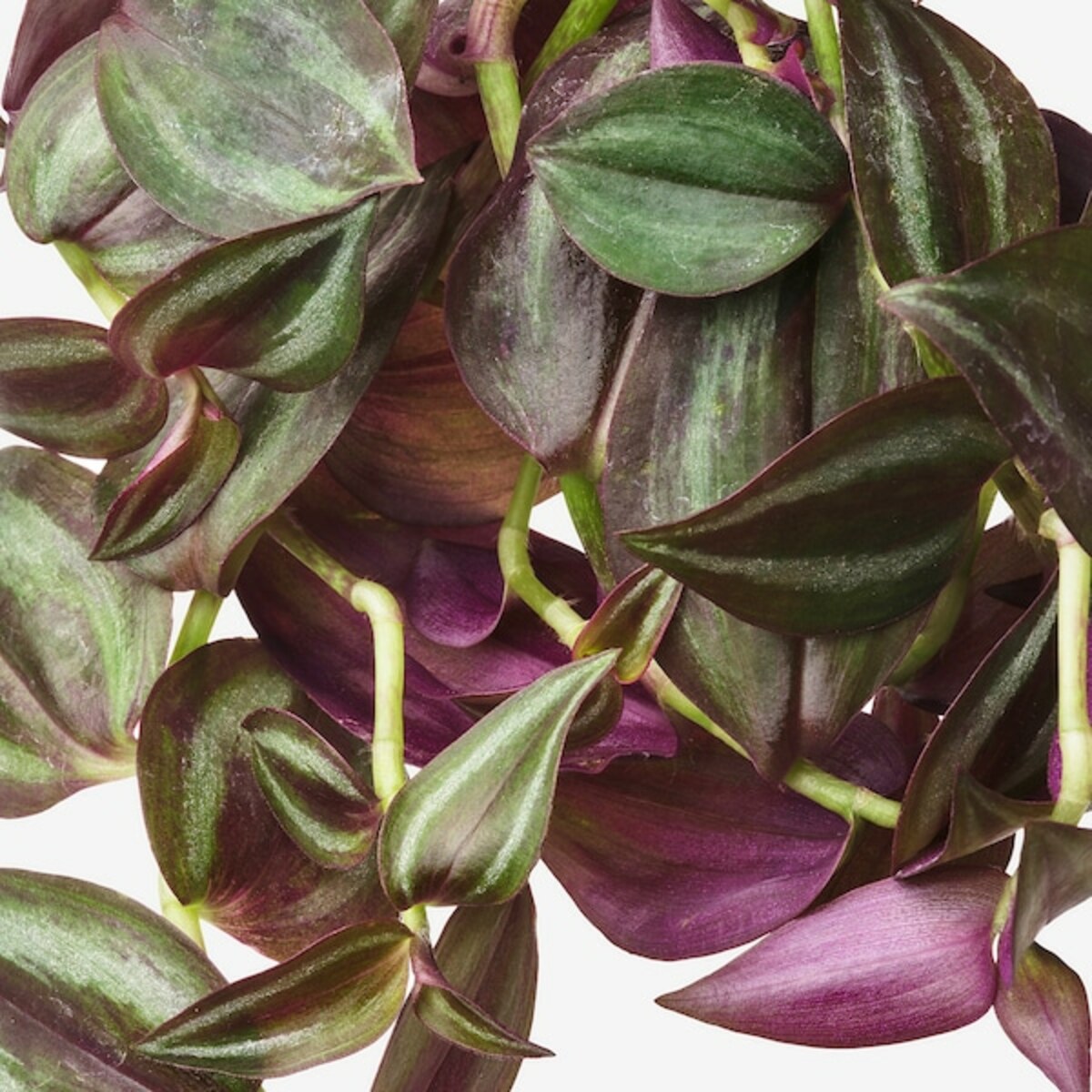 Bild 2 von TRADESCANTIA  Ampelpflanze, Dreimasterblume versch. Arten 17 cm