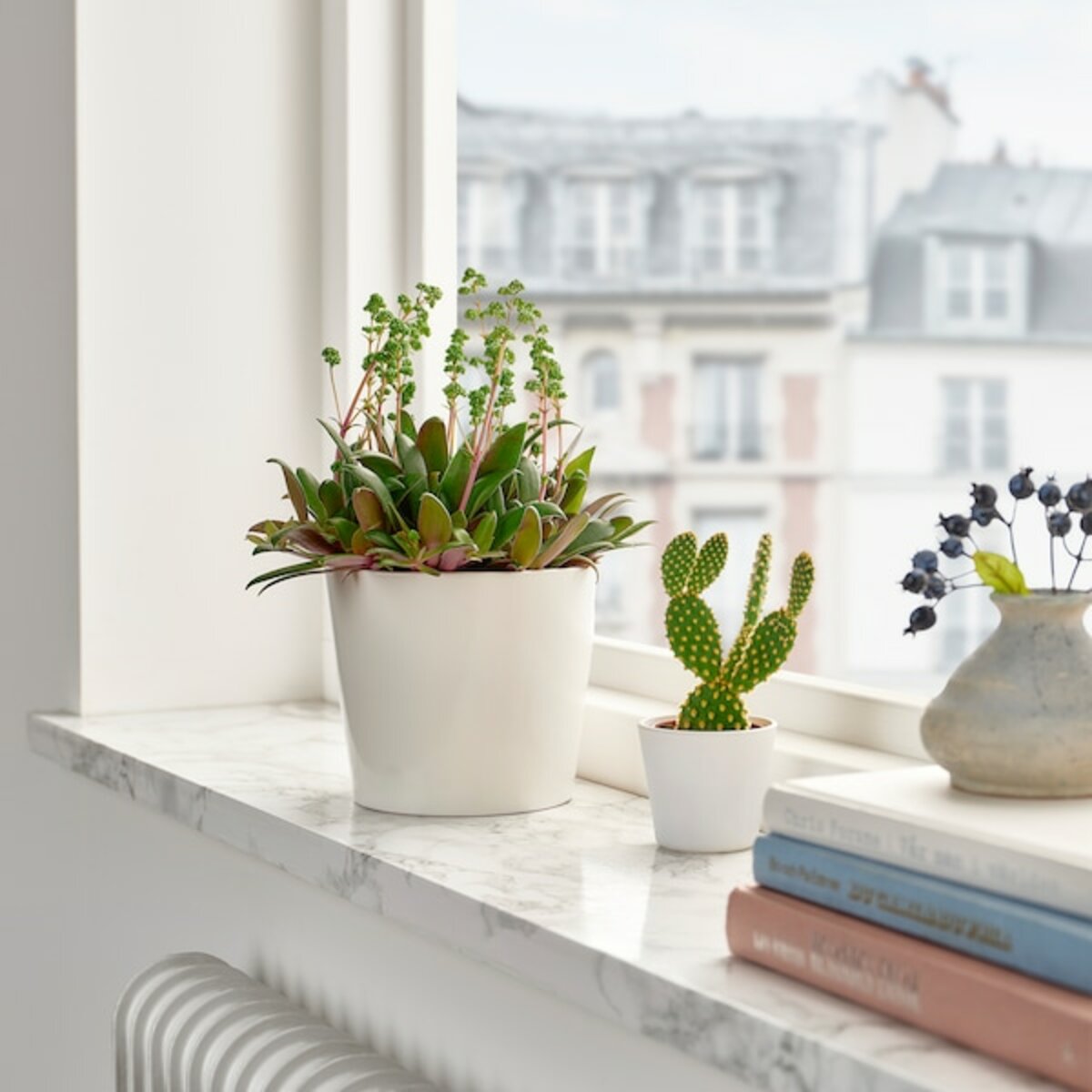 Bild 3 von CRASSULA ORBINCULARIS  Pflanze, Crassula orbicularis 11 cm