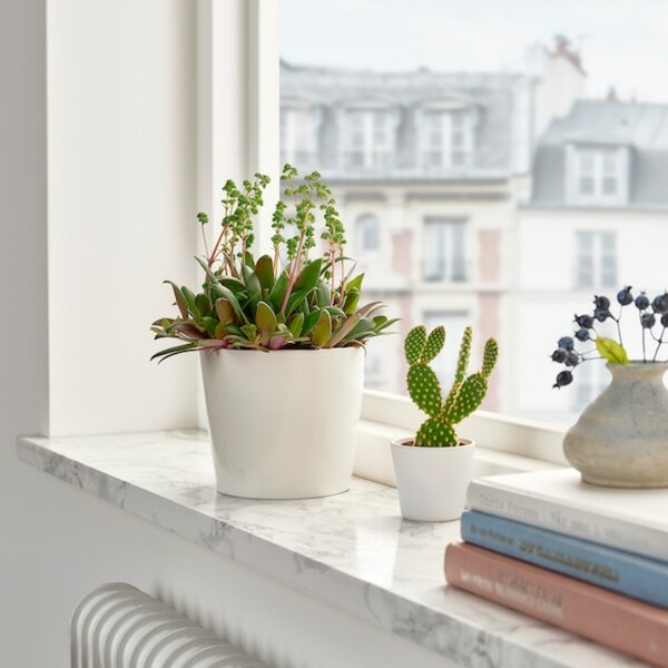 Bild 3 von CRASSULA ORBINCULARIS  Pflanze, Crassula orbicularis 11 cm