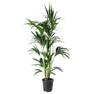 HOWEA FORSTERIANA  Pflanze 24 cm