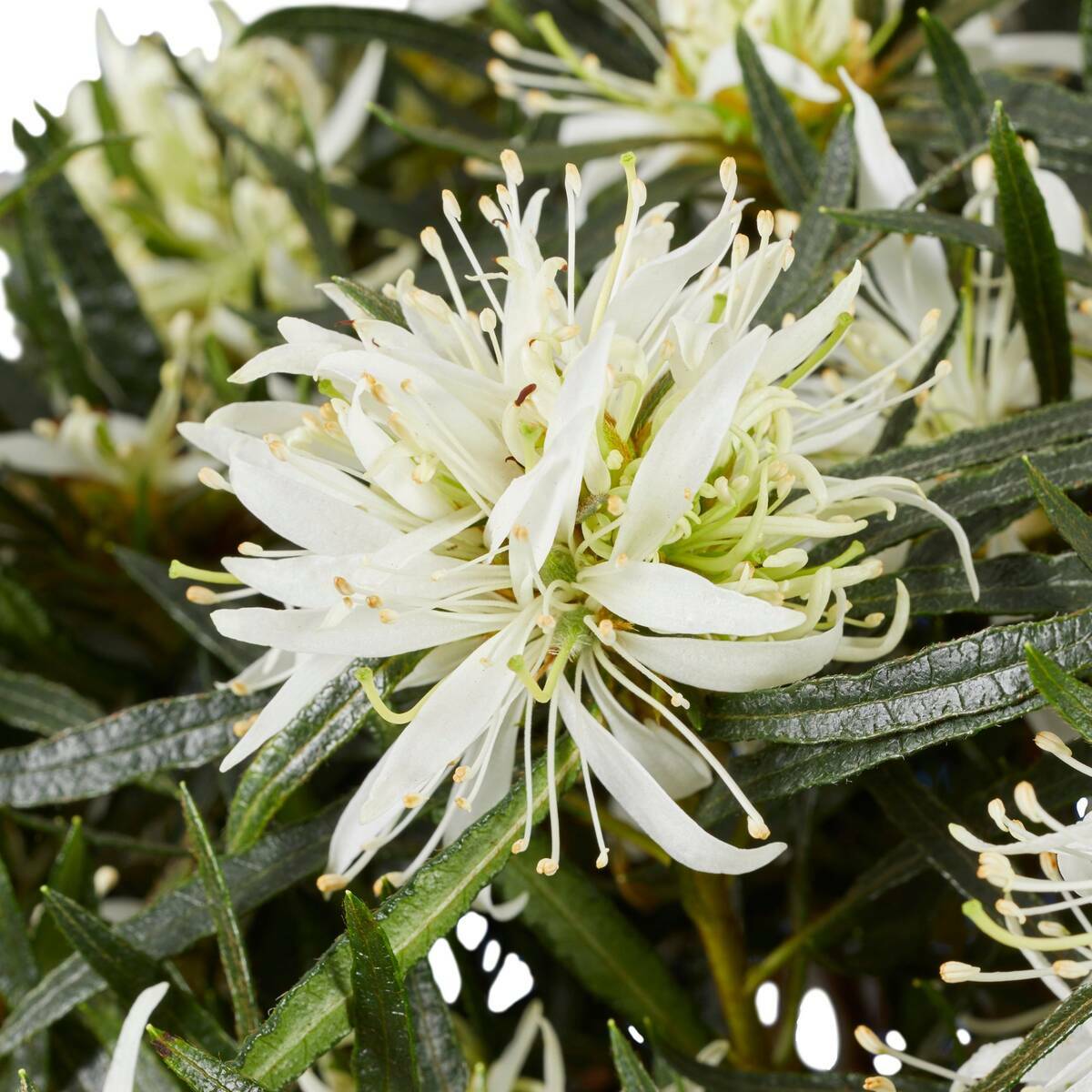 Bild 1 von Azalea Star Style® 'Star Style™', Weiß