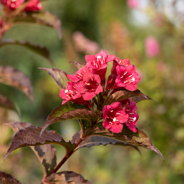 Weigelie 'Bistol Ruby' von Mein schöner Garten für 15,99 € ansehen!