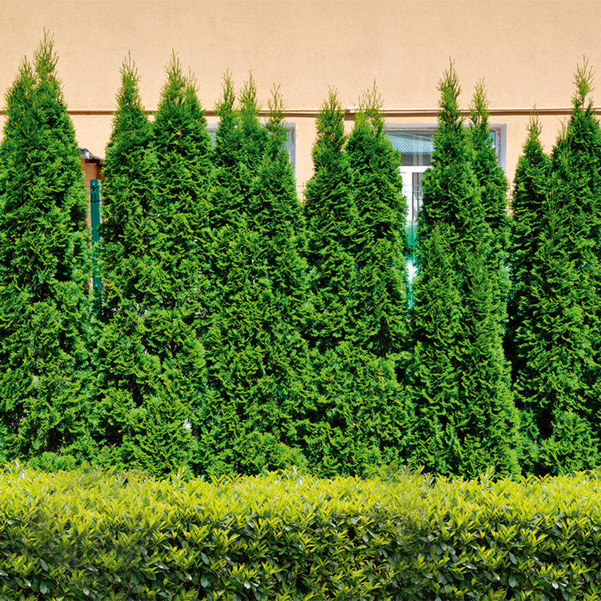 Bild 2 von Heckenpflanzen